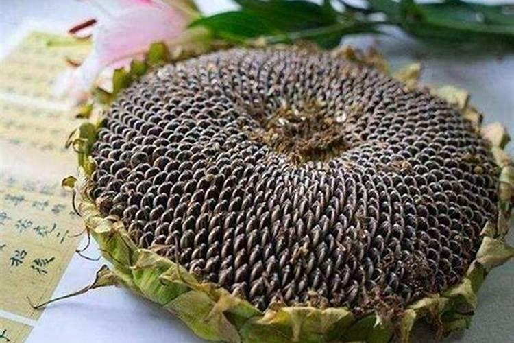 葵花什么时候追肥合适