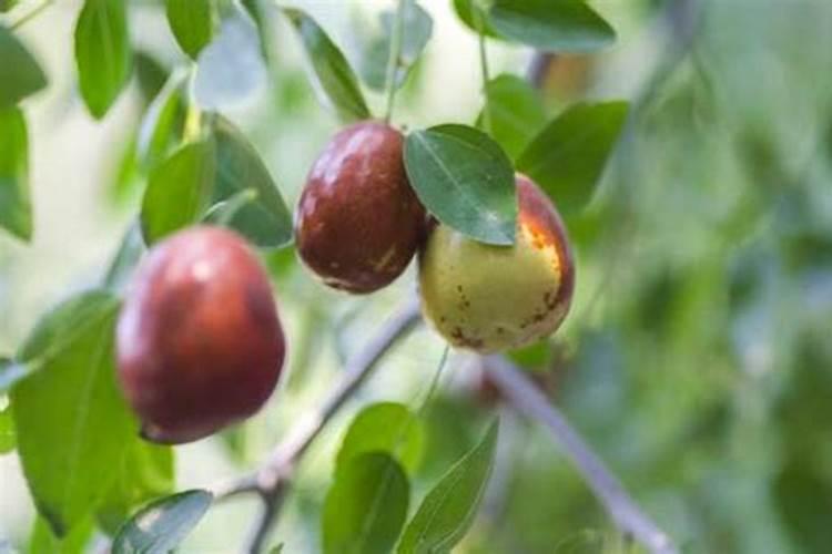 枣树开花结果初期施什么肥