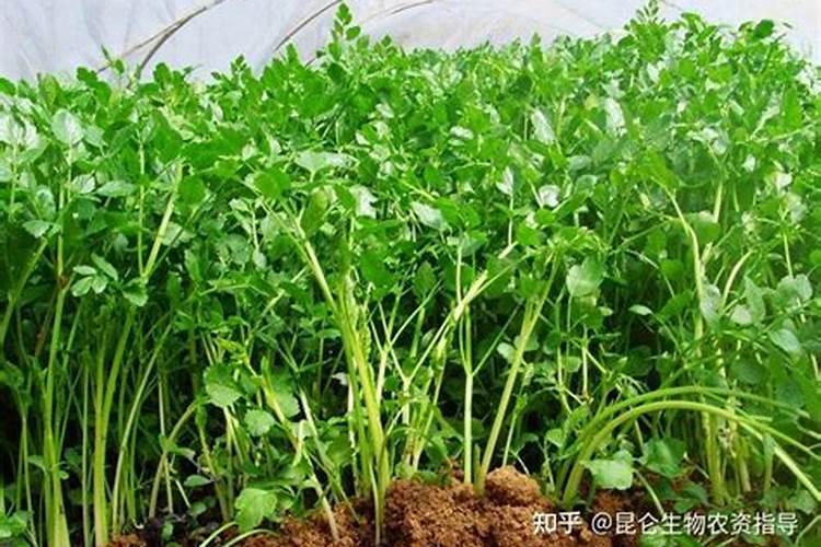 果树每隔多久可以淋(黄腐酸钾？