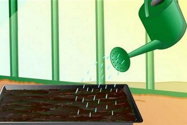 草种子种上多久可以撒化肥？