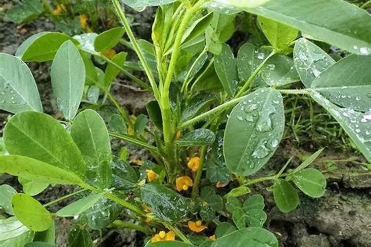 大豆花生使用钼肥,增产20%以上,农民在什么时期使用好？