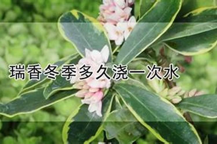 瑞香施什么肥料