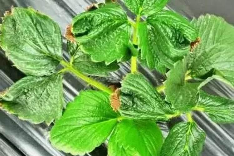 草莓膨果期用什么肥料好？