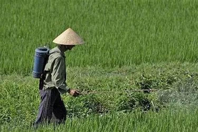 叶面肥什么时候打效果好