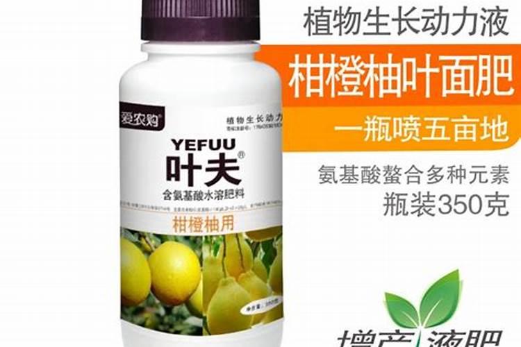 金钱花 叶子发黄是什么原因
