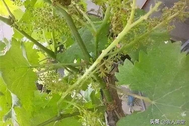 夏黑葡萄开花期间能不能施叶面肥