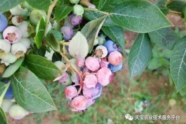 蓝莓的营养成份有哪些