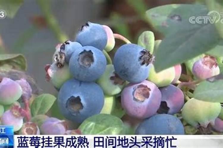 蓝莓果实的十大成分是什么？