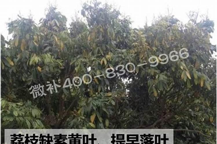 开花期间可以上磷酸二氢钾吗