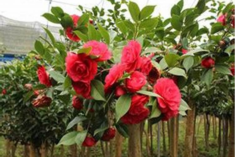 月季、玫瑰、茶花、桂花用哪种液肥比较合适？