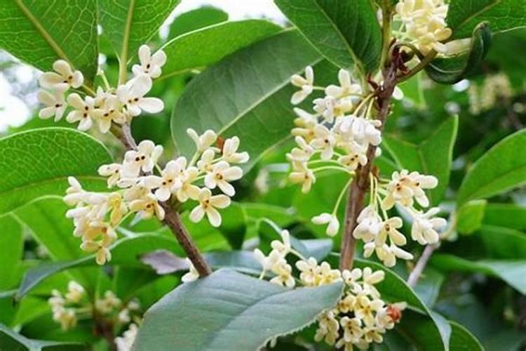 茶花 桂花的养殖方法