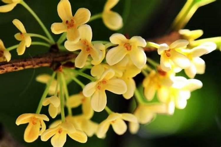 茶花树和桂花树哪个好养
