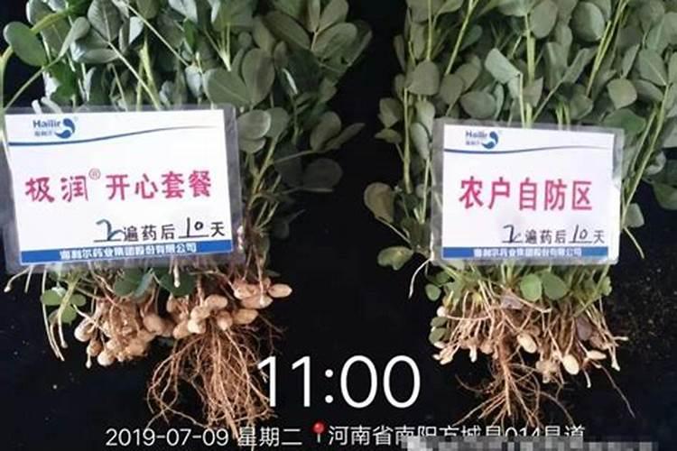花生常见的疾病及防治方法