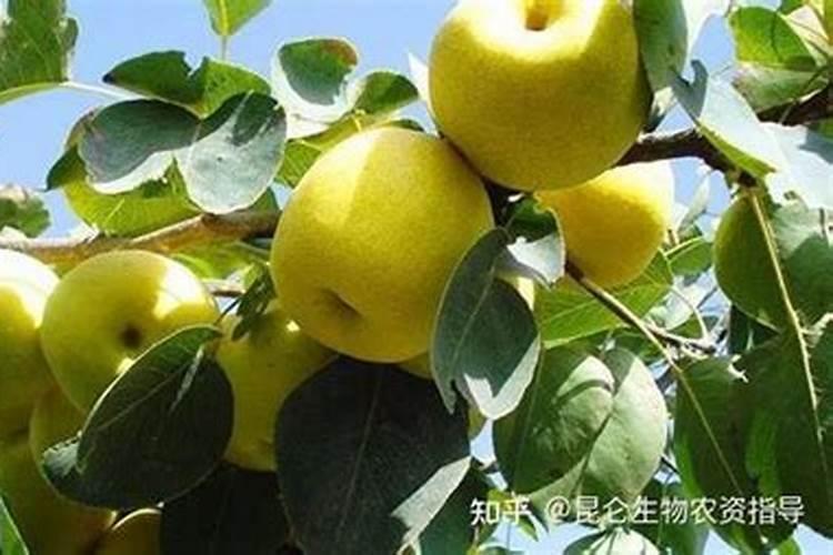 果实如何快速膨果？用啥肥料比较好？