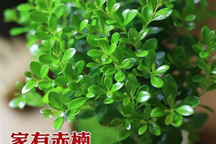 小叶赤楠和小叶黄杨区别