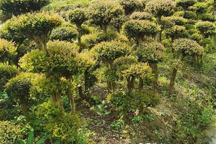 小叶赤楠好养吗(详解小叶赤楠养护知识)