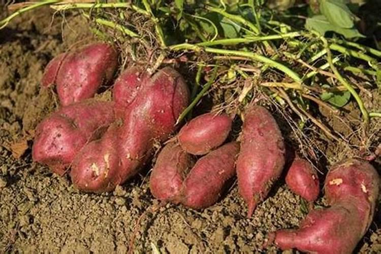 种红薯上什么肥料最好