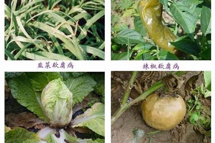 磷酸二氢钾在蔬菜上怎么用化肥料o？