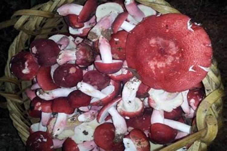 大棚樱桃浇水的正确时间和方法