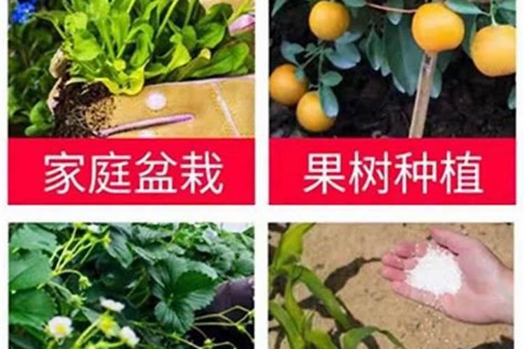 茉莉的施肥方法茉莉什么时候停止施肥？