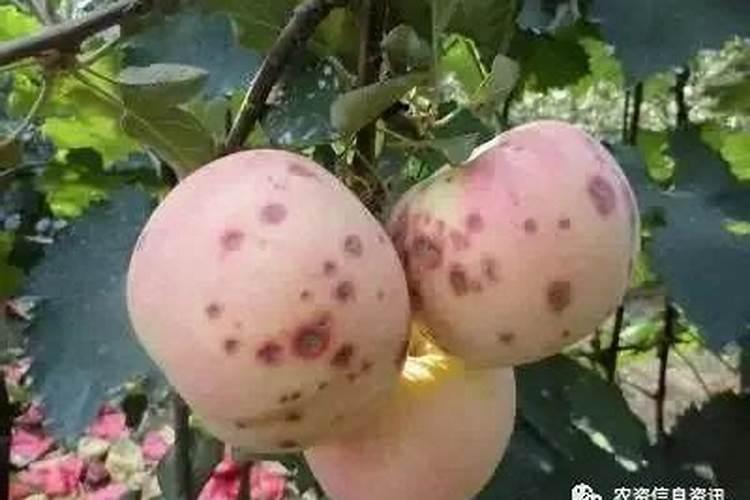 尿素能与钾肥混用吗