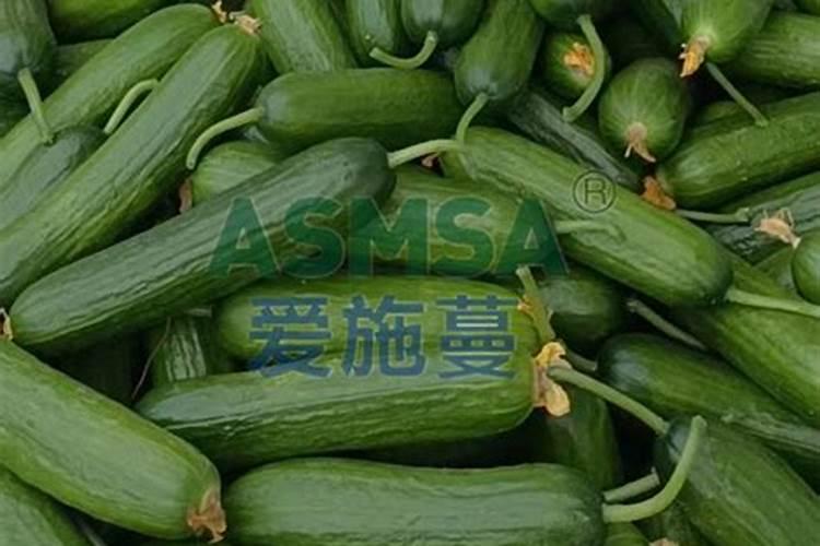 黄瓜栽培可施用的镁肥有哪些？
