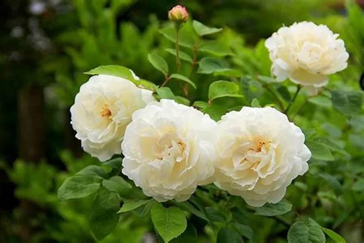 如何给月季花施肥