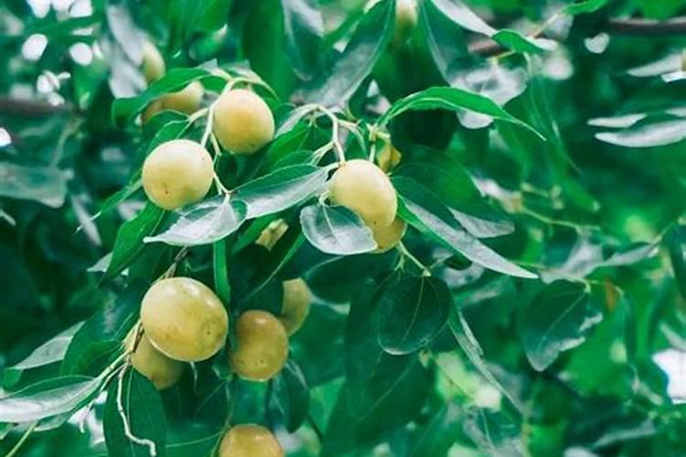 枣树施什么肥最好