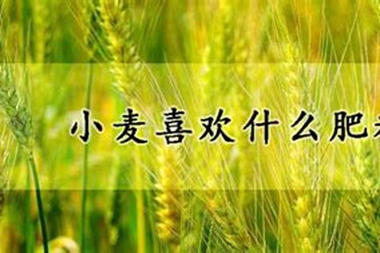 芒果开花多久浇一次水