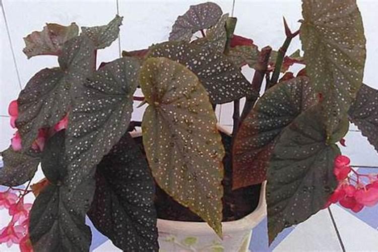 大叶海棠花怎么养开花