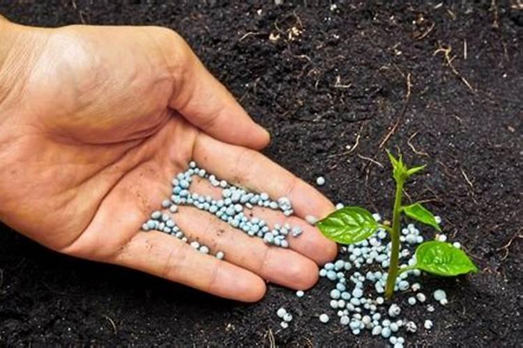 豆粕有机肥、海藻有机肥、腐植酸有机肥那个更好？区别是什么呢？