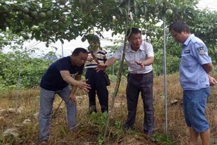 百香果挂果后施什么肥合适