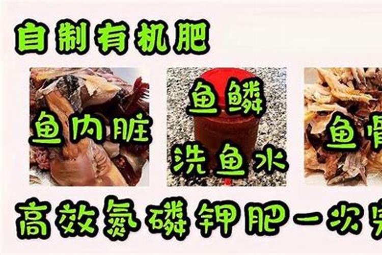 鱼肠肥要多久发 鱼肠肥需多长时间才能长成？