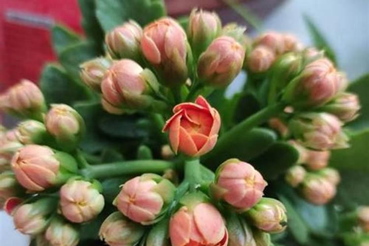 长寿花施肥方法