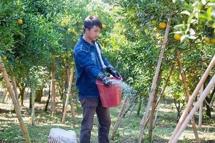 柑橘全年施肥时间表