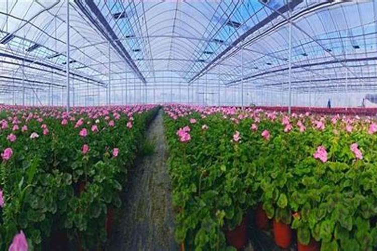 尿素能给花施肥吗