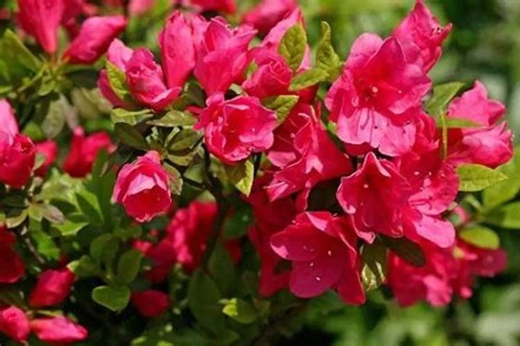 春季杜鹃花怎么施肥 施什么肥才能开花