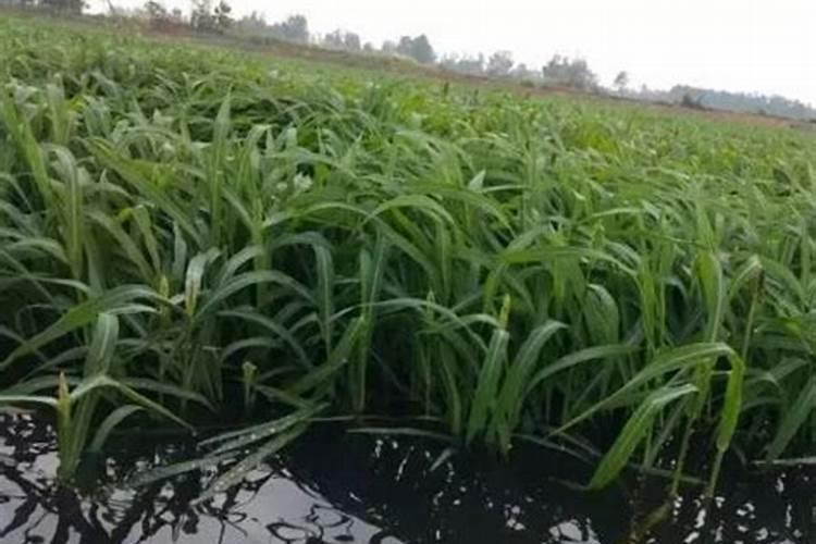 牧草品种大全 ？