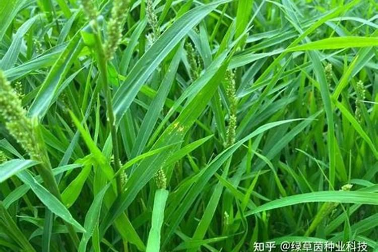 牧草品种介绍大全