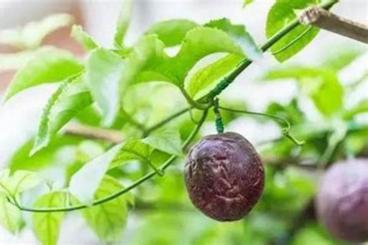 我家的鸡蛋果(西番莲,百香果)只开花不结果怎么办？
