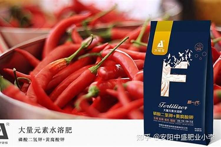 辣椒苗怎样浇水和施肥 辣椒苗怎么养殖