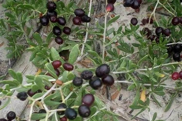 氯化钾是什么？有何特性？