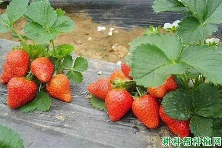 大棚草莓如何施肥