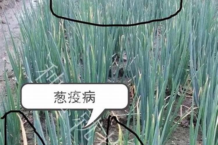 大蒜喷什么叶面肥好!防病毒用啥