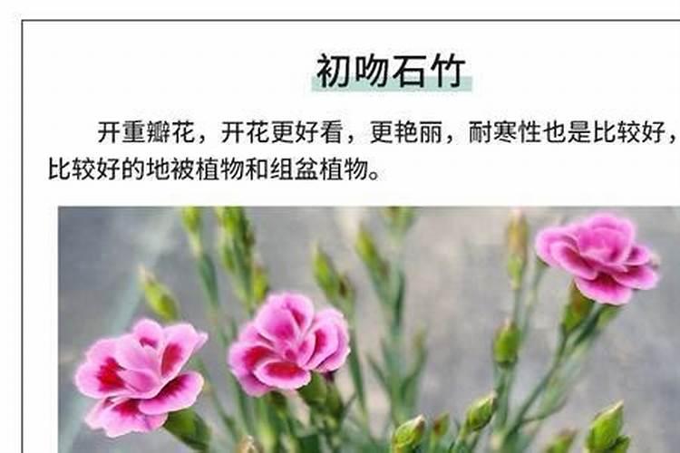 盆种的绿萝怎么养快生长呢