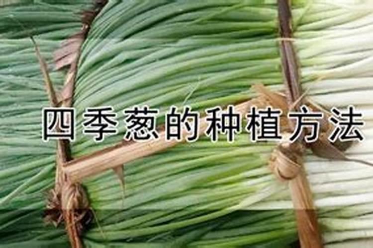 四季葱施什么肥好