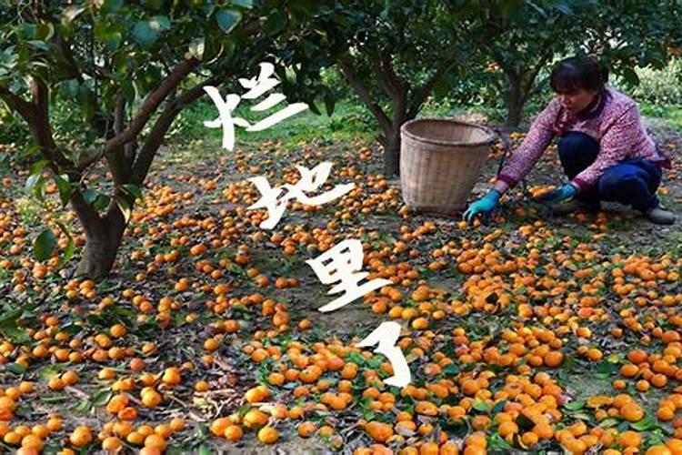 亚磷酸钾怎么样达到控旺效果