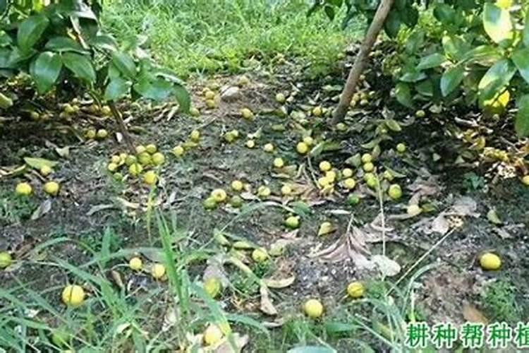 苹果种植缺少微量元素的症状 有哪些防治措施