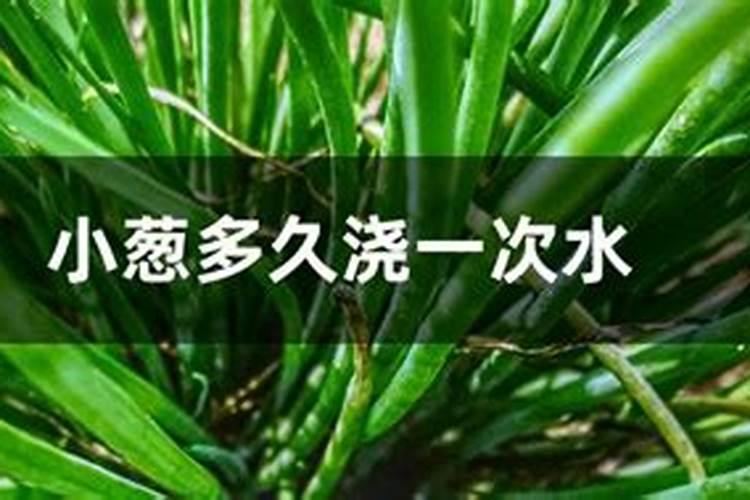 这样种葱才长得快