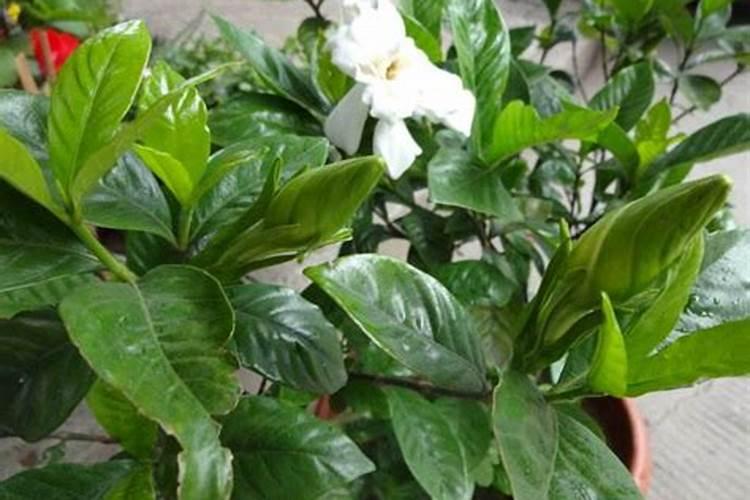 栀子花枝生根法